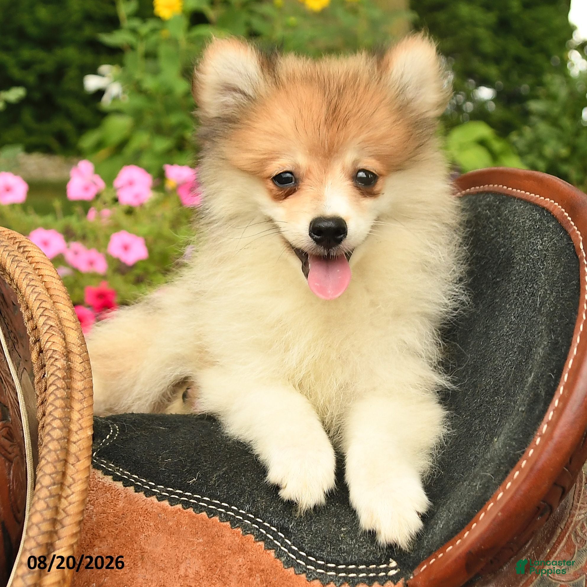 Pomeranian dogs Ronnie - Ad 2