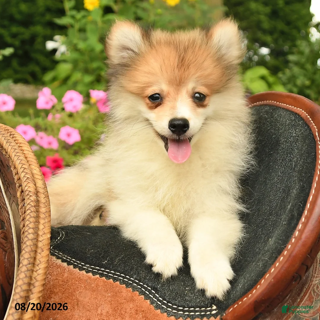 Pomeranian dogs for sale: Ronnie - Ad 2