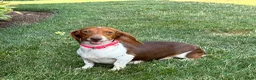 Miniature Dachshund dogs for sale: Trooper - Mini - Ad 3