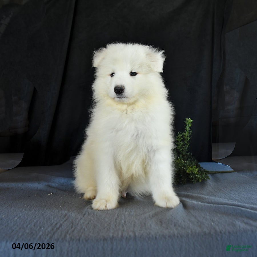 Samoyed dogs Dean - Ad 1