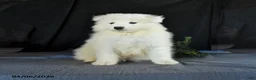 Samoyed dogs for sale: Dean - Ad 1