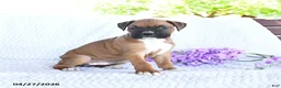 Boxer dogs for sale: Caramel - Ad 2