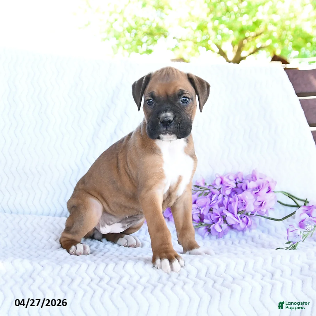 Boxer dogs for sale: Caramel - Ad 2
