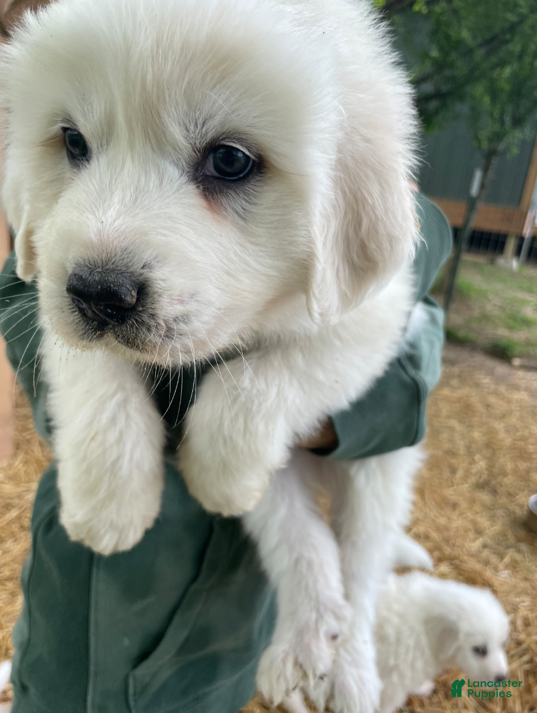 Great Pyrenees dogs Great Pyrenees Puppy 5 - Ad 15