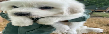 Great Pyrenees Puppy 5
