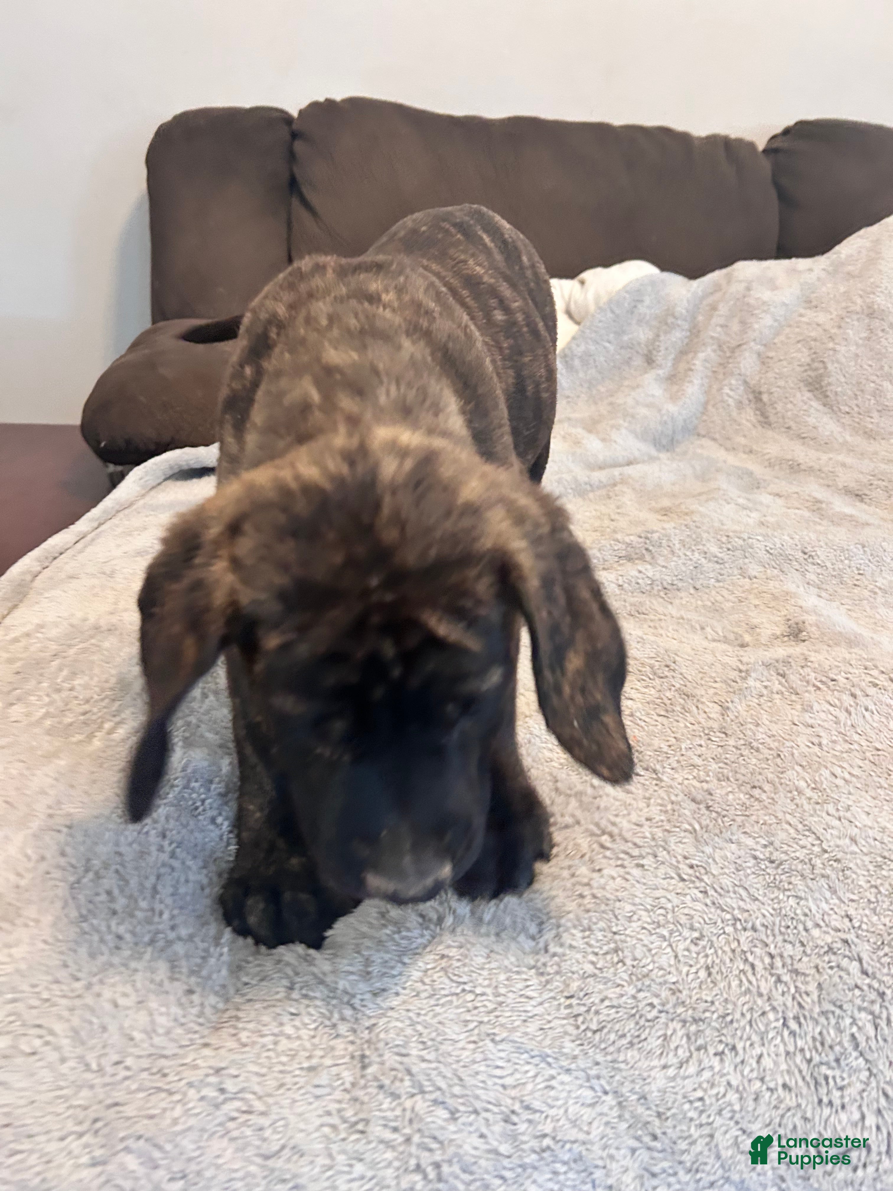English Mastiff dogs English Mastiff 4 - Ad 1