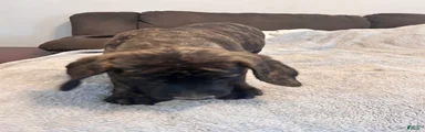English Mastiff 4