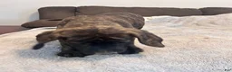 English Mastiff dogs for sale: English Mastiff 4 - Ad 1