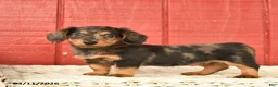 Dachshund dogs for sale: Tulip  - Ad 5