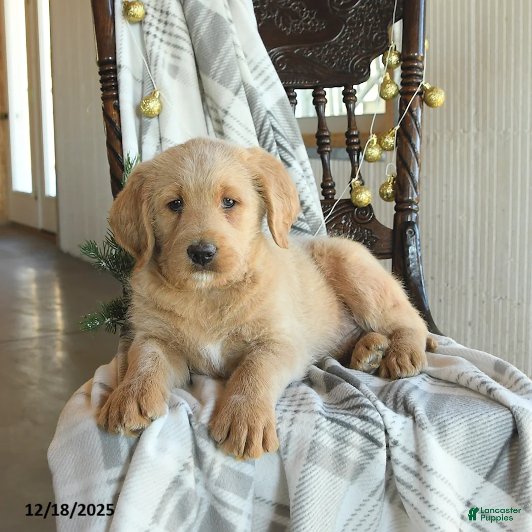 Labradoodle dogs for sale: Duncan - Ad 3