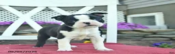 Boston Terrier dogs for sale: Poppy  - Ad 3