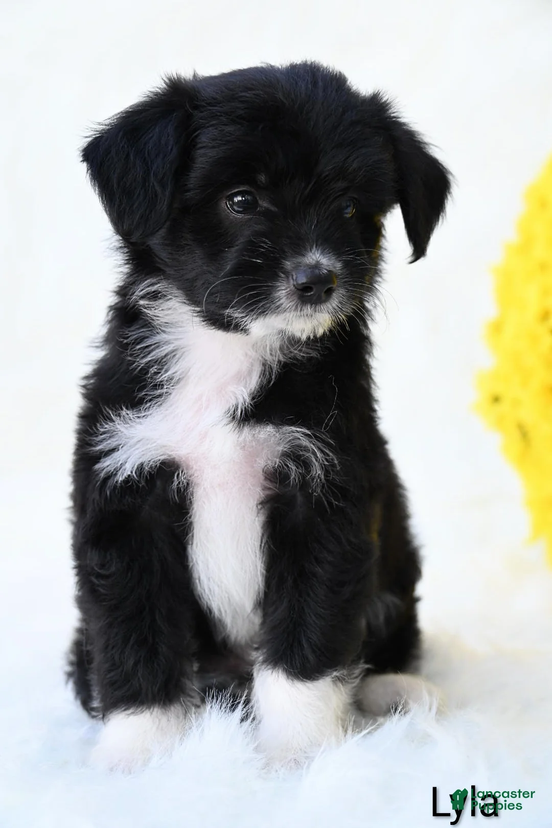 Mini Aussiedoodle dogs for sale: Lyla - Ad 4