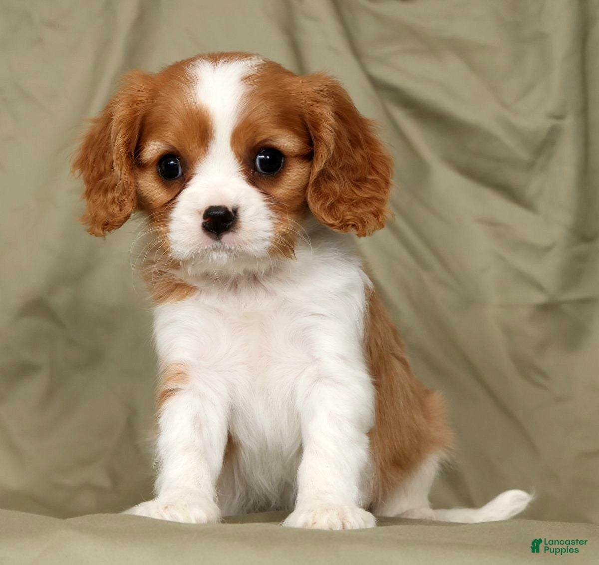 Cavalier King Charles Spaniel dogs Malachi - Ad 1