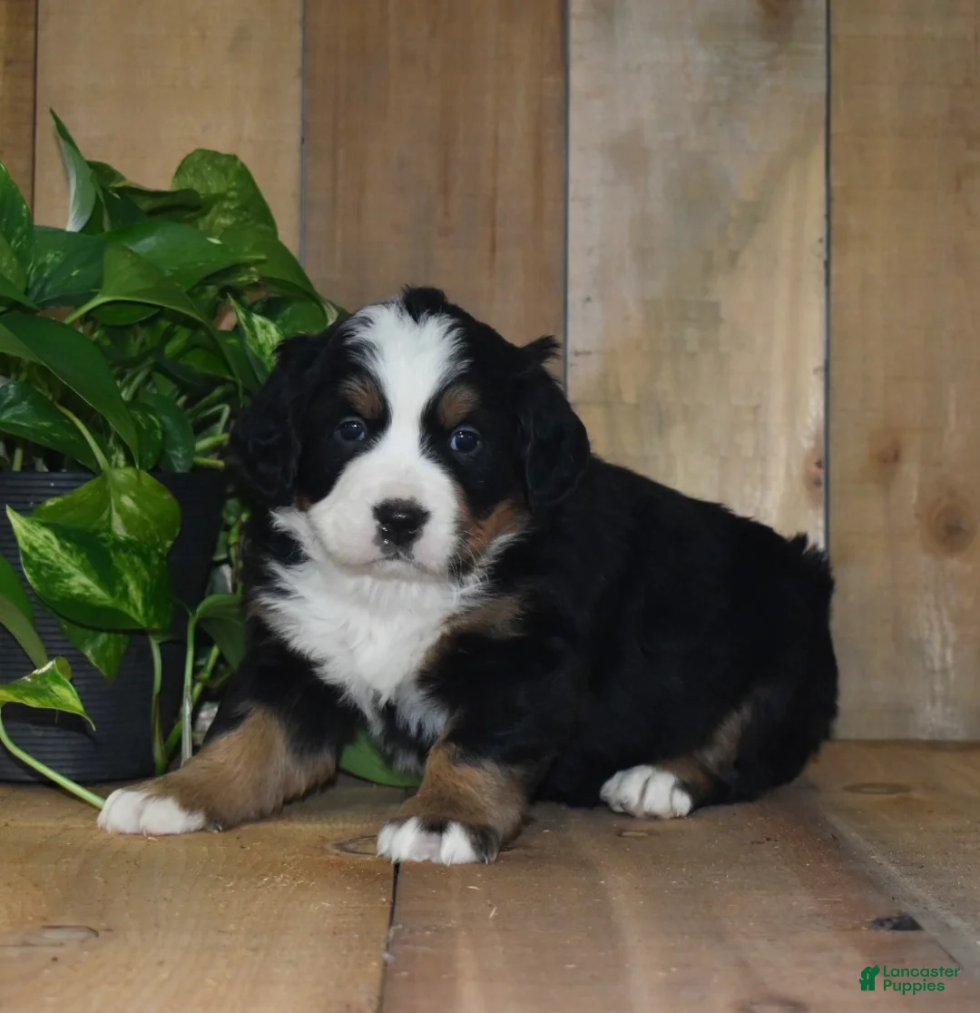 Bernese Mountain Dog dogs for sale: Nova - Ad 3