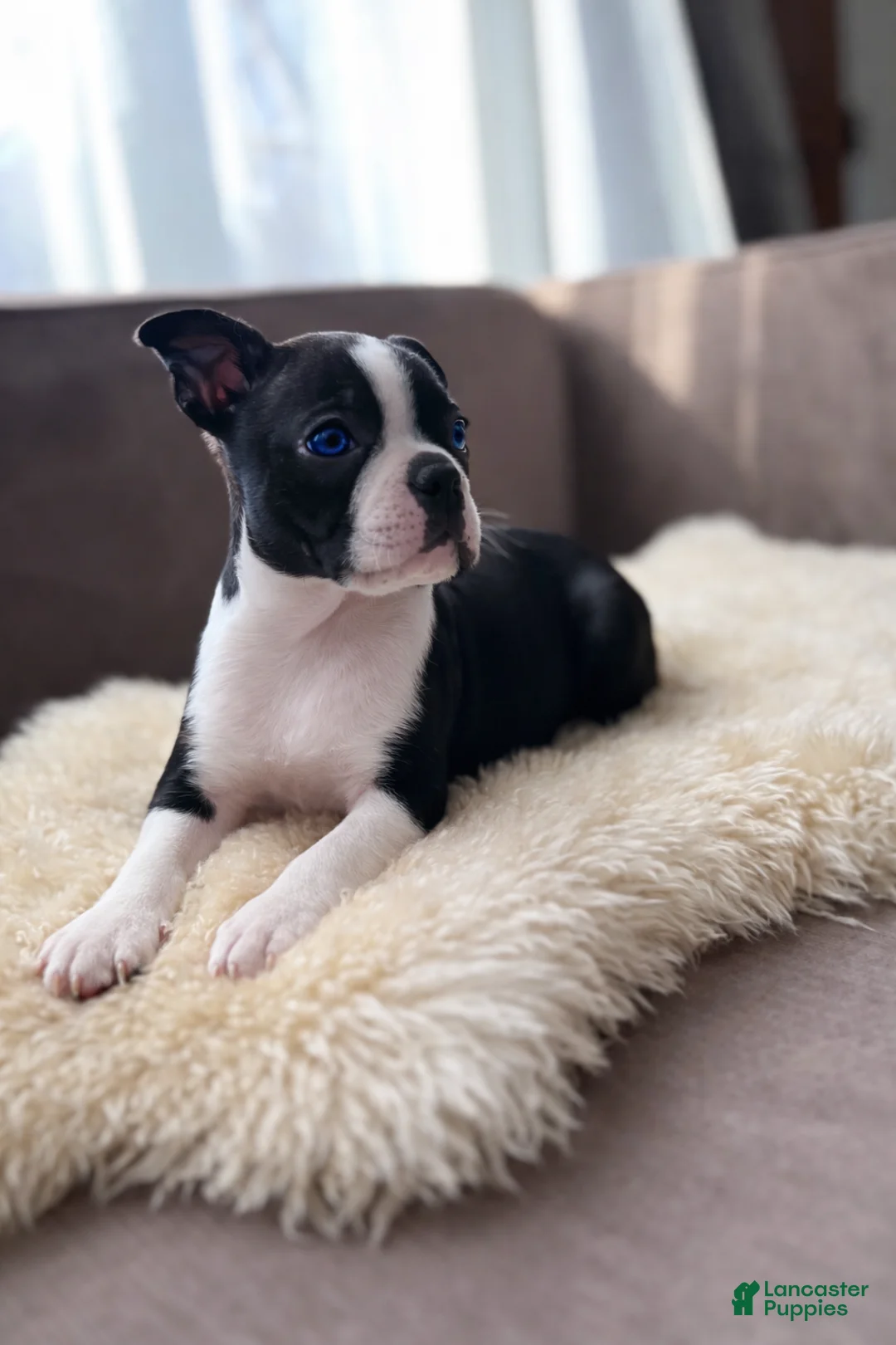 Boston Terrier dogs for sale: Stitch - Ad 1