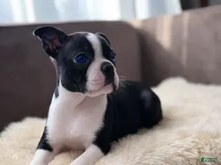 Boston Terrier dogs Stitch - Ad 5