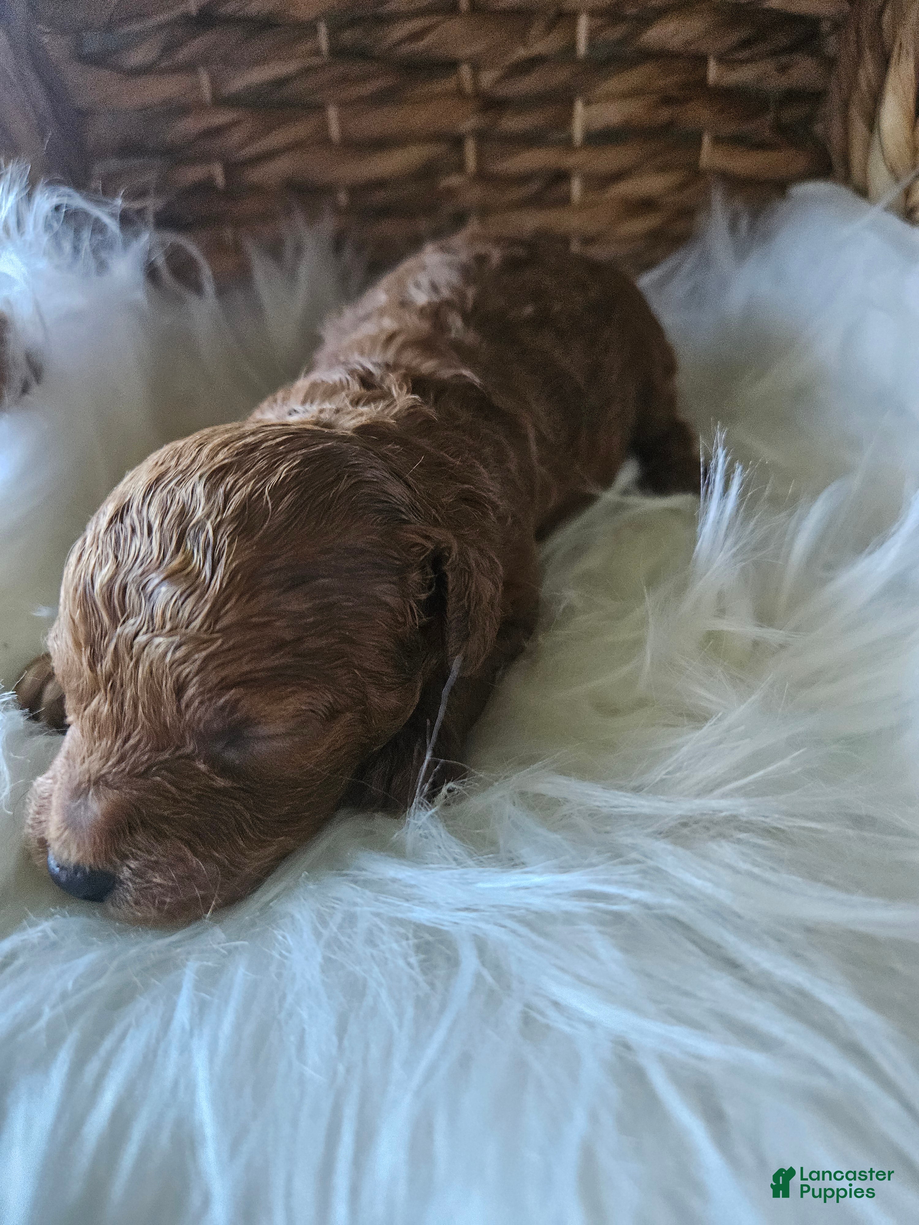 Cavapoo dogs Gentry  - Ad 24