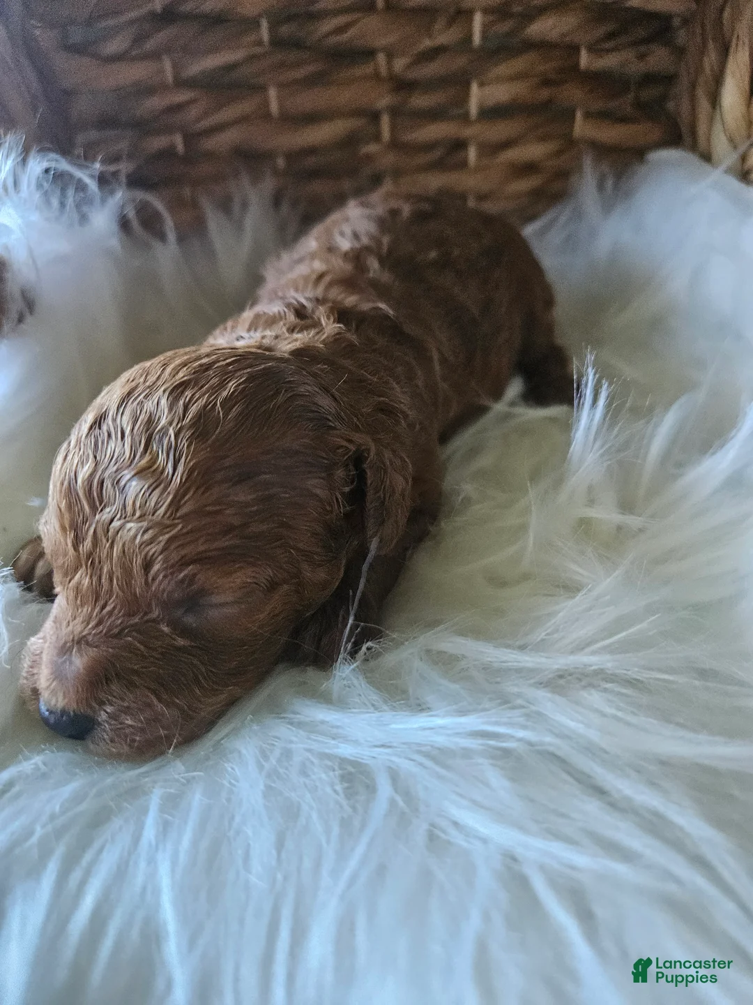 Cavapoo dogs for sale: Gentry  - Ad 1