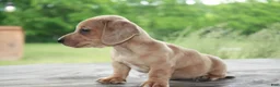 Miniature Dachshund dogs for sale: Tucker - Ad 3