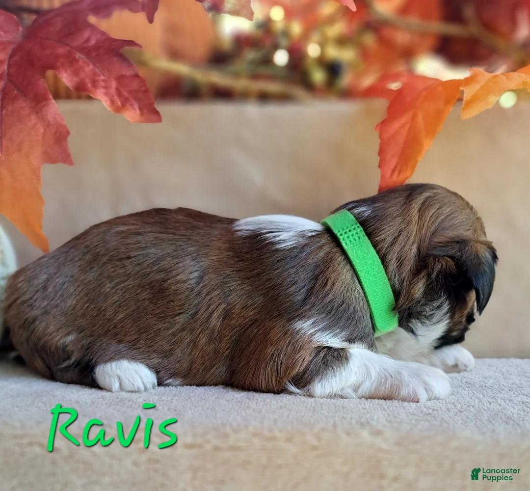 Lhasa Apso dogs for sale: AKC Ravis - Ad 2