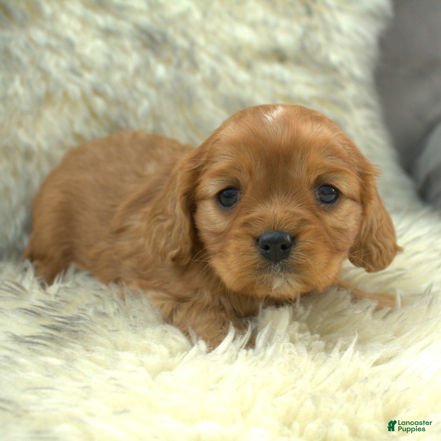 Cavalier King Charles Spaniel dogs Prissy - Ad 36