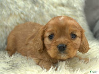 Cavalier King Charles Spaniel dogs Prissy - Ad 7