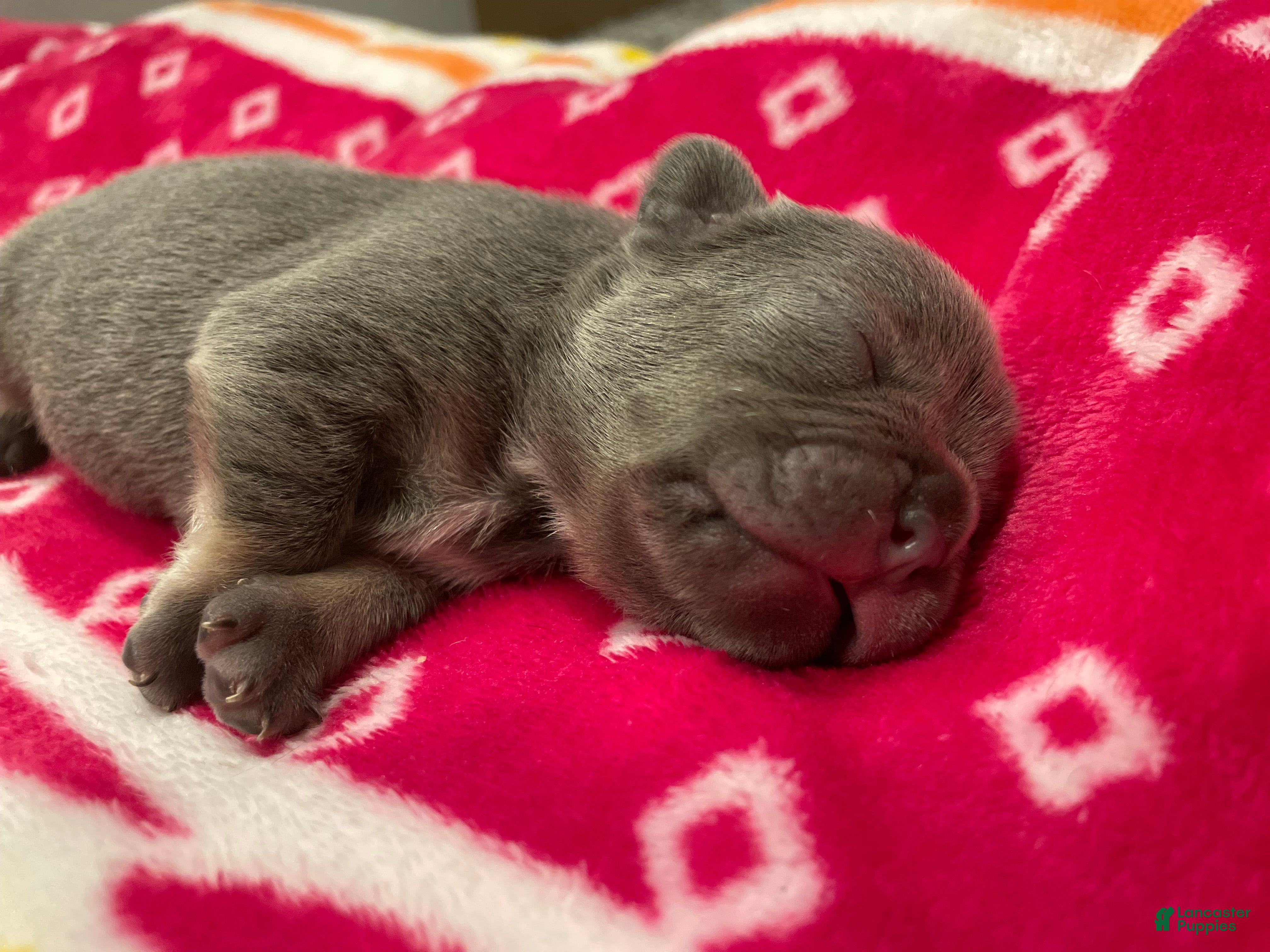 French Bulldog dogs French Bulldog Puppy 2 - Ad 17