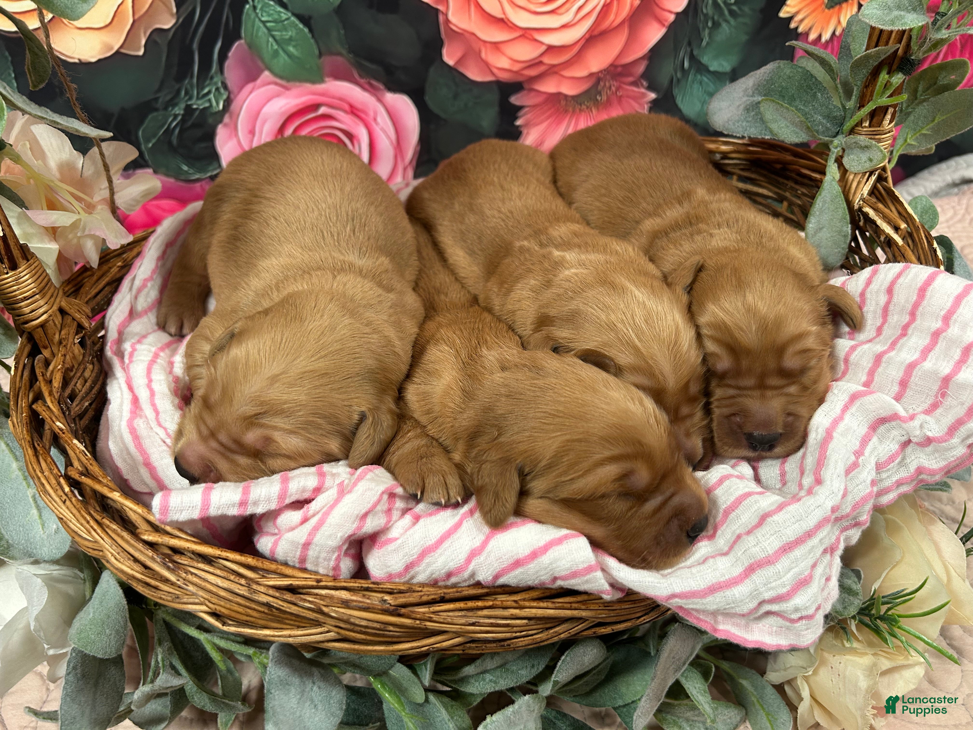 Golden Retriever dogs Goldie - Ad 2