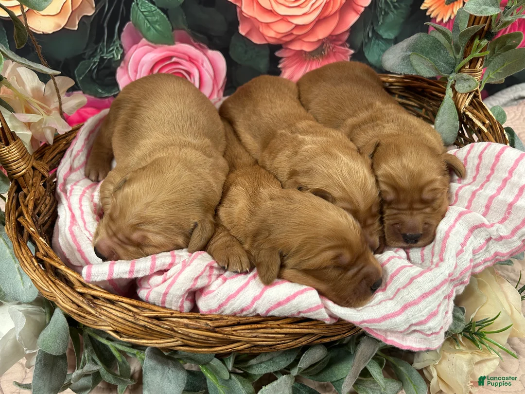 Golden Retriever dogs for sale: Goldie - Ad 2