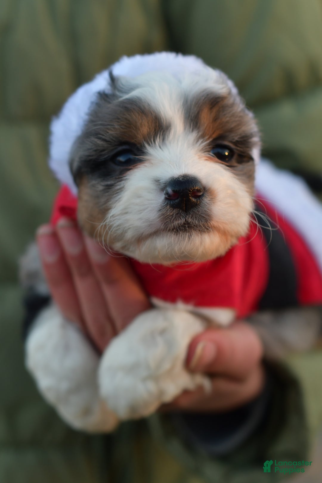 Mini Aussiedoodle dogs for sale: Goose - Ad 6