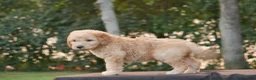 Goldendoodle dogs for sale: Hank - Ad 13