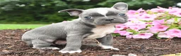 Boston Terrier dogs for sale: Duke - Ad 2