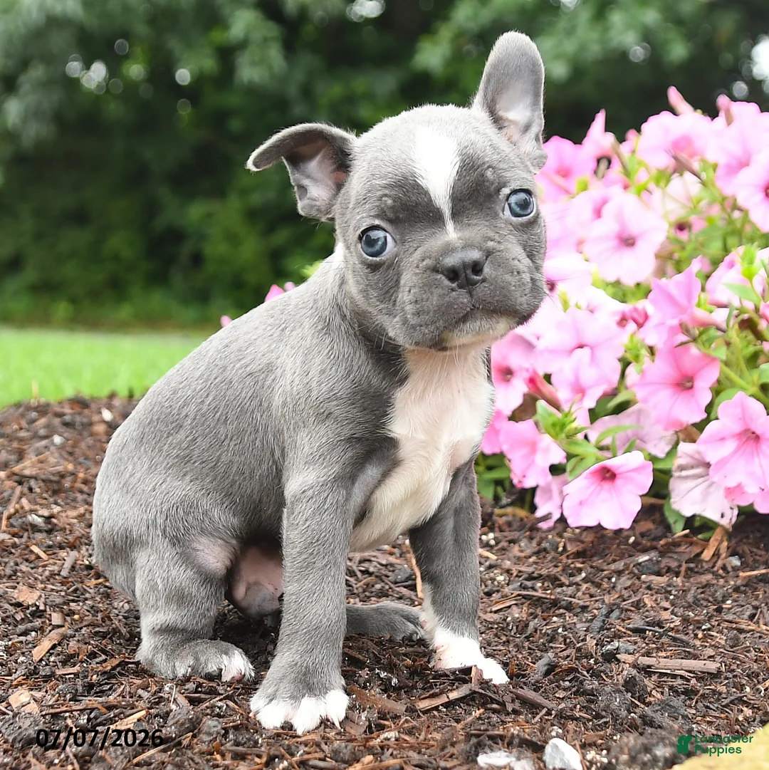 Boston Terrier dogs for sale: Duke - Ad 2