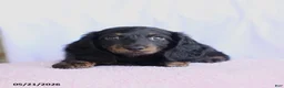 Miniature Dachshund dogs for sale: Charm - Ad 4