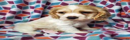 Cocker Spaniel dogs for sale: Tucker - Ad 3