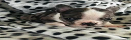 Mixed Breed dogs for sale: Wally - Ad 3