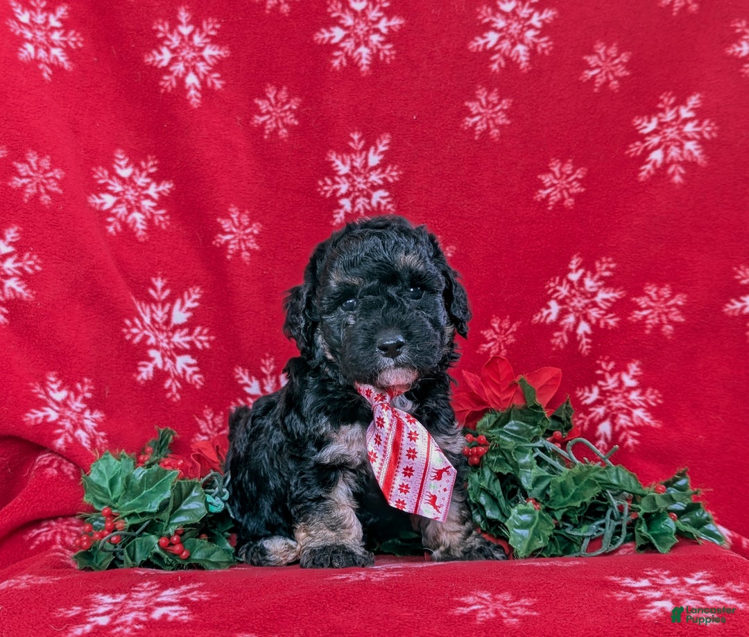 Cockapoo dogs for sale: Brendan Hypoallergenic - Ad 3