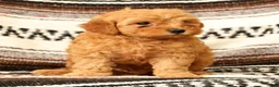 Mini Goldendoodle dogs for sale: Lance - Ad 7