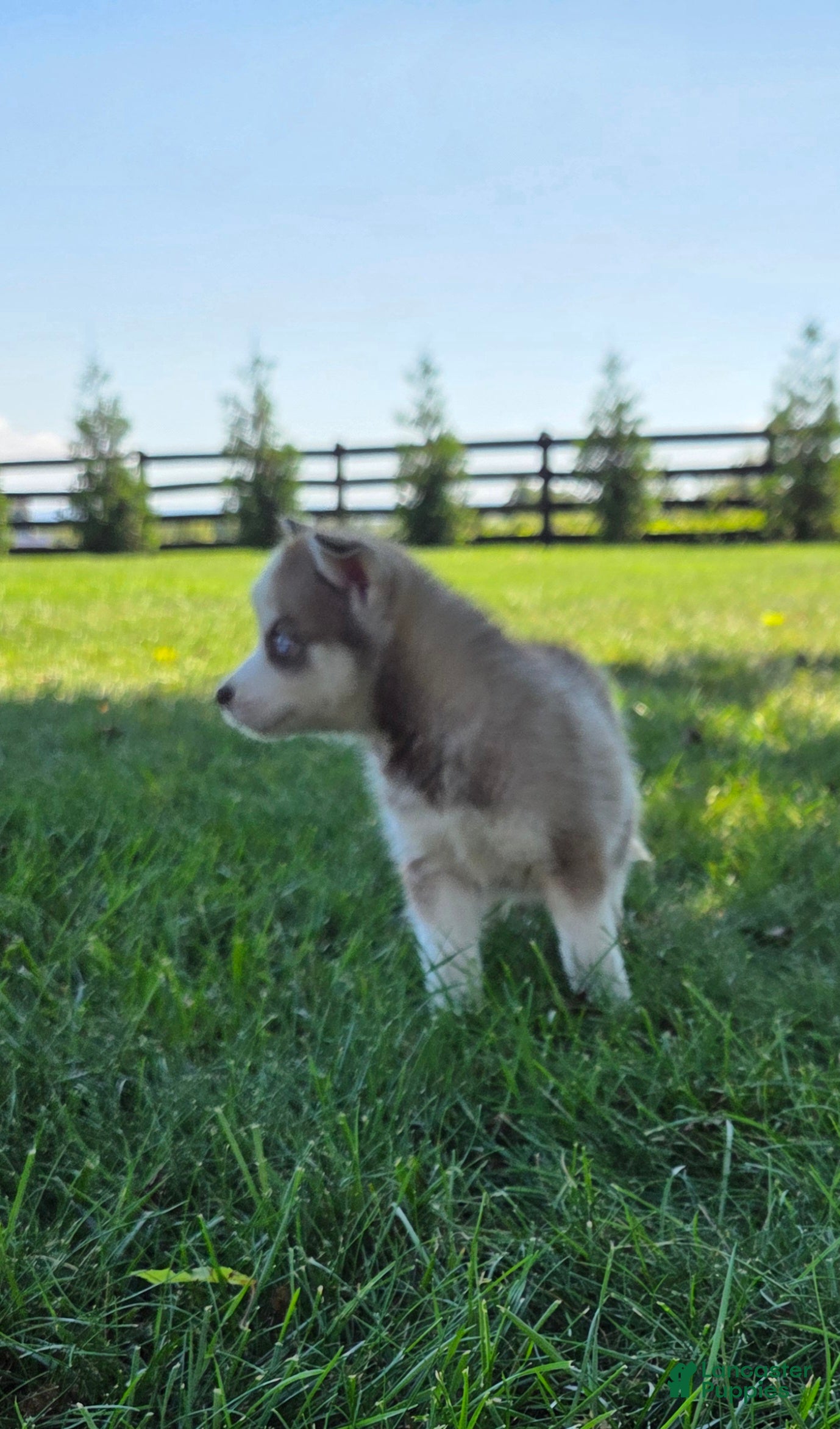 Siberian Husky dogs Gus - Ad 2