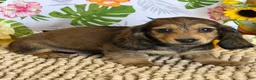 Miniature Dachshund dogs for sale: Shadow - Ad 3