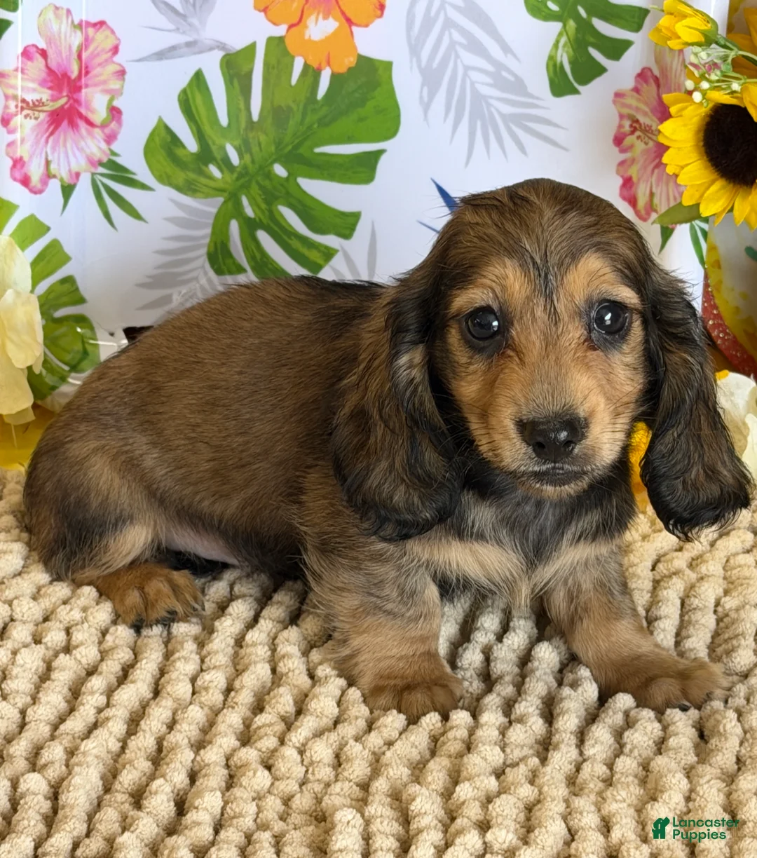 Miniature Dachshund dogs for sale: Shadow - Ad 3