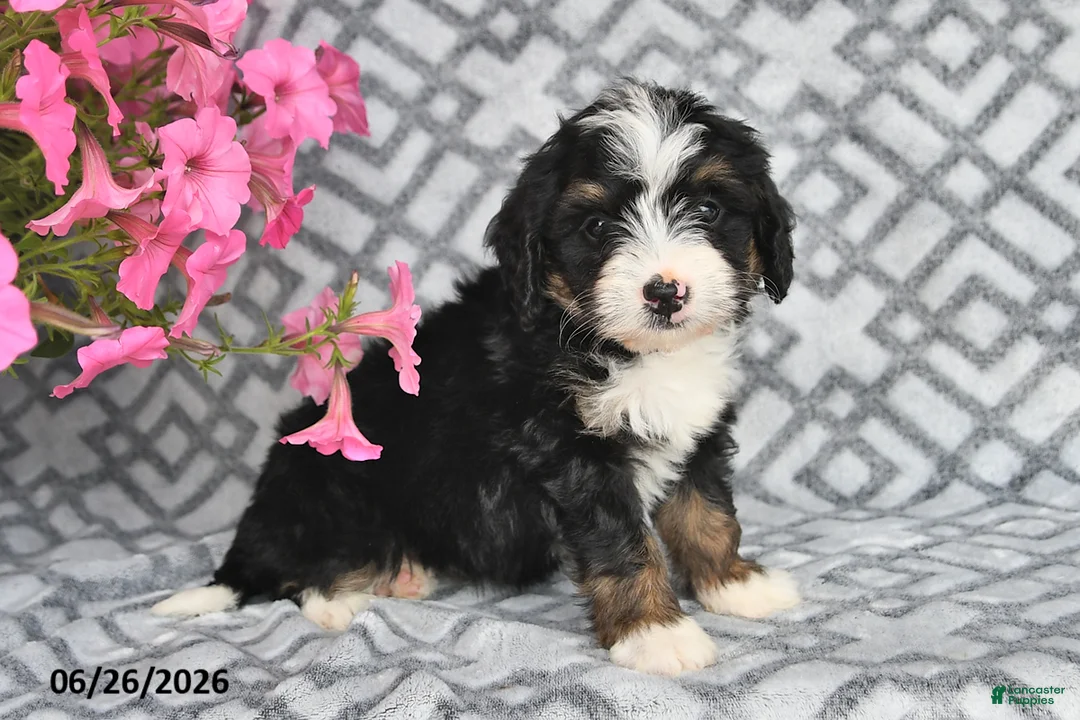 Vicky Mini Bernedoodle for sale in Fredericksburg | Lancaster Puppies