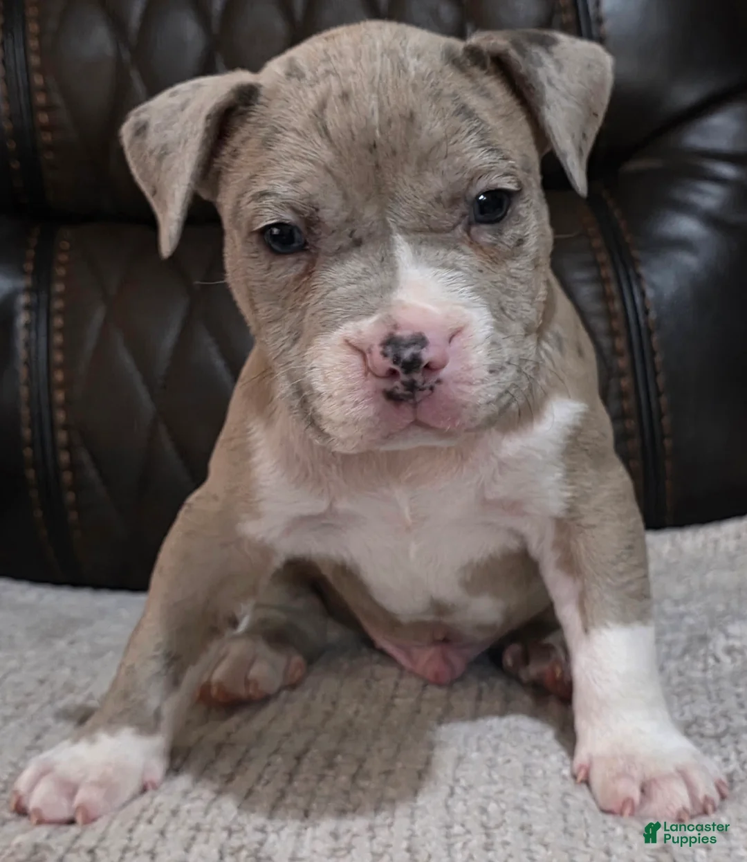 American Pit Bull Terrier dogs for sale: Iceberg  - Ad 5