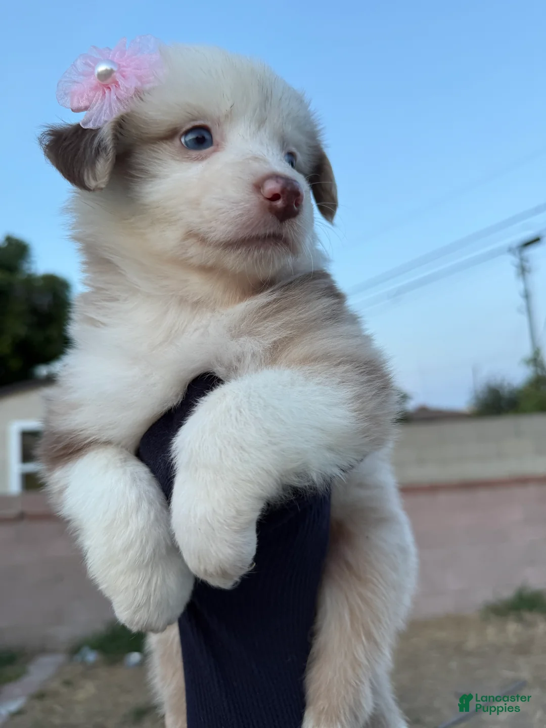 Australian Shepherd dogs for sale: Australian Shepherd Puppy 12 - Ad 2