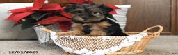 Yorkshire Terrier dogs for sale: Abby - Ad 2