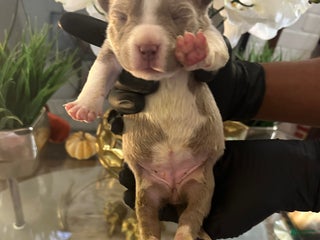 American Bully dogs American Bully Puppy 6 - Ad 32