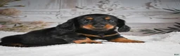 Miniature Dachshund dogs for sale: AKC-Gibson - Ad 3