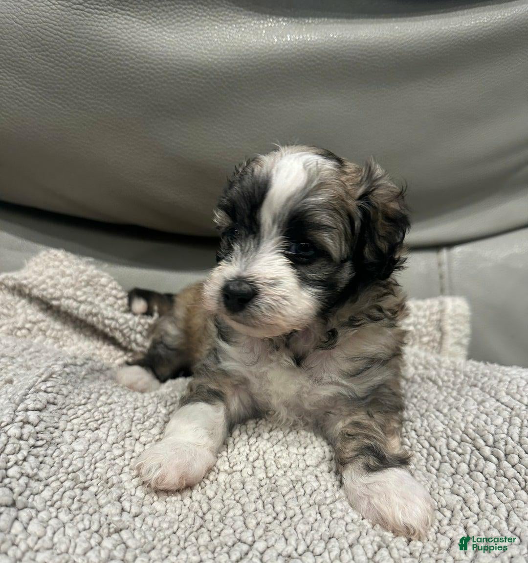 Maltipoo dogs for sale: Joel - Ad 13