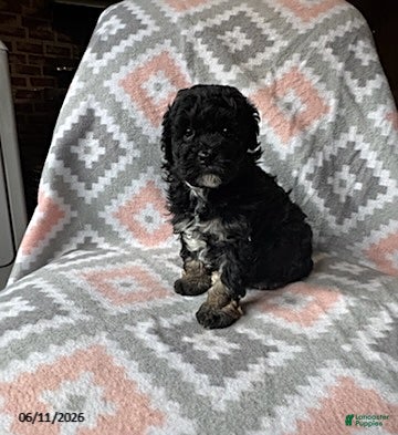 Eskipoo dogs Tootsie - Ad 2