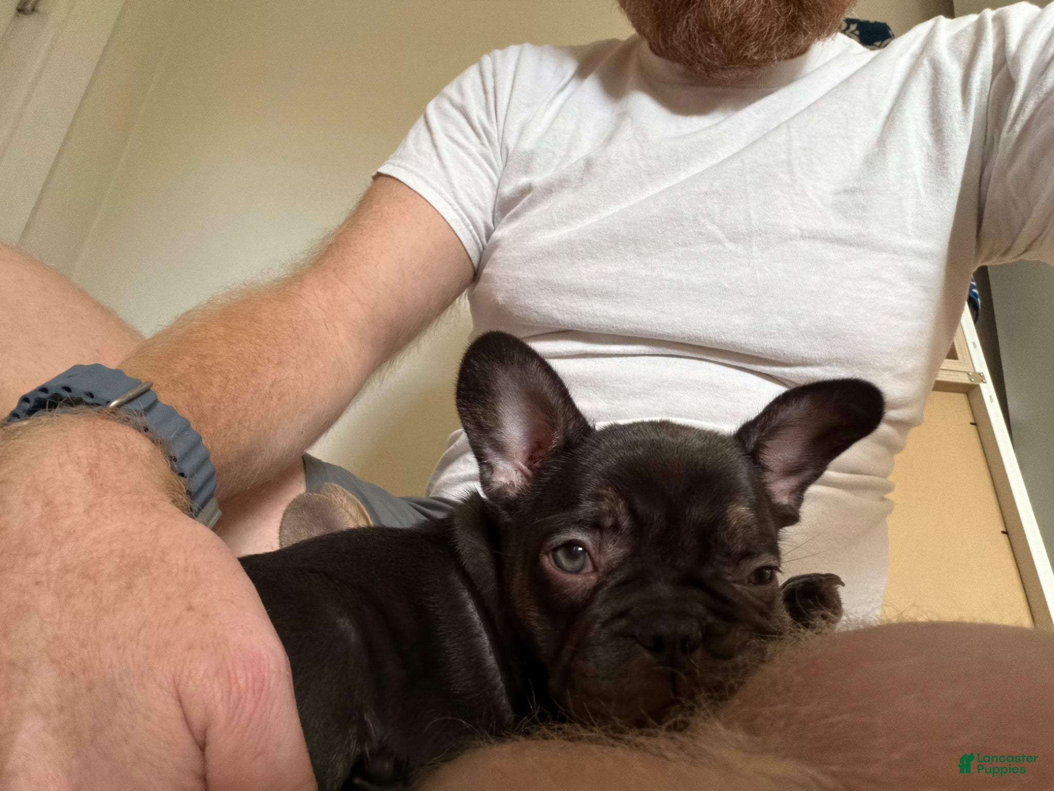 French Bulldog dogs French Bulldog Puppy 2 - Ad 1